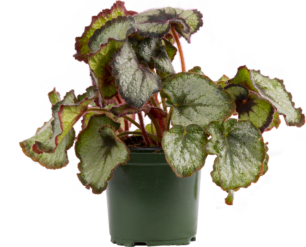 Begonia Escargot (S)