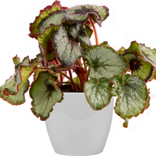 escargot begonia plant Begonia Escargot | 4