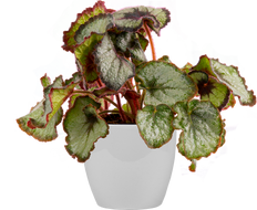 Begonia Escargot (S)