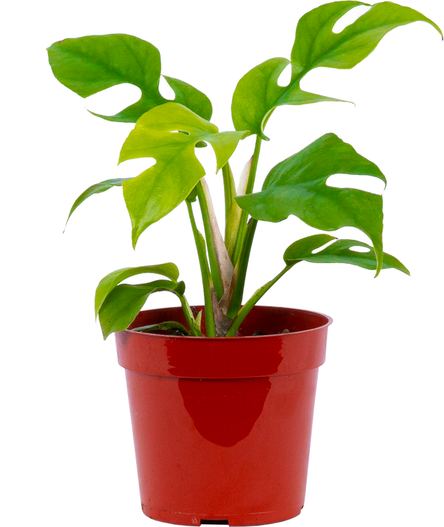 philodendron ginny Rhaphidophora Tetrasperma