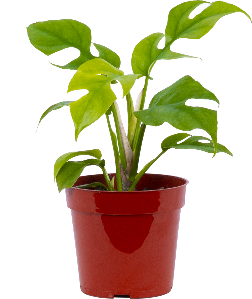 Rhaphidophora Tetrasperma | Minima Monstera Ginny (S)