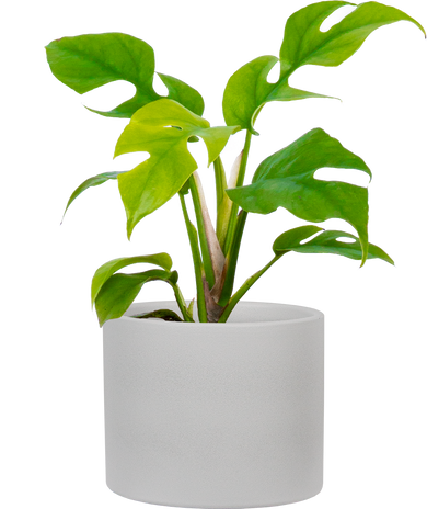 Monsteras  Plantsome