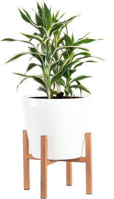 Dracaena Sanderiana | Green Ribbon Plant (M)