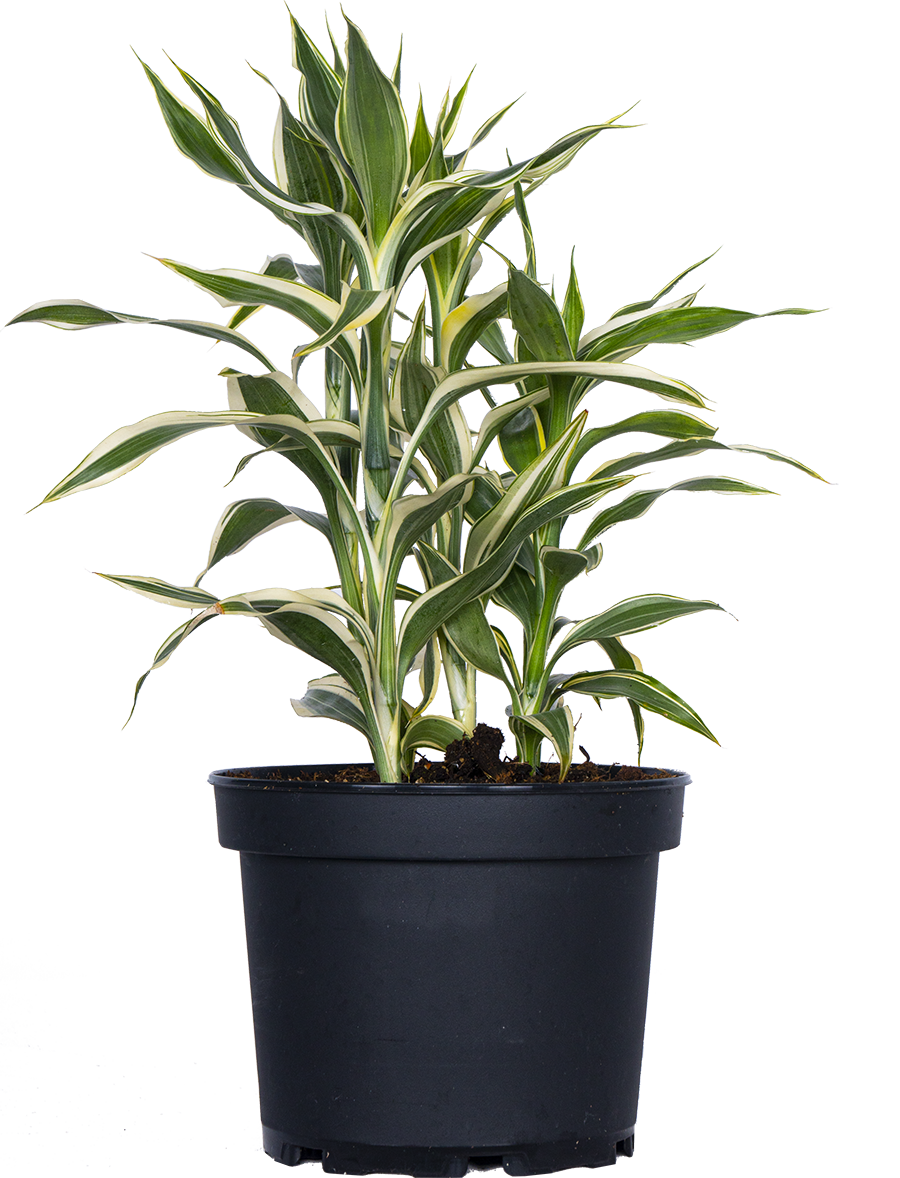 Dracaena Sanderiana | Green Ribbon Plant (M)