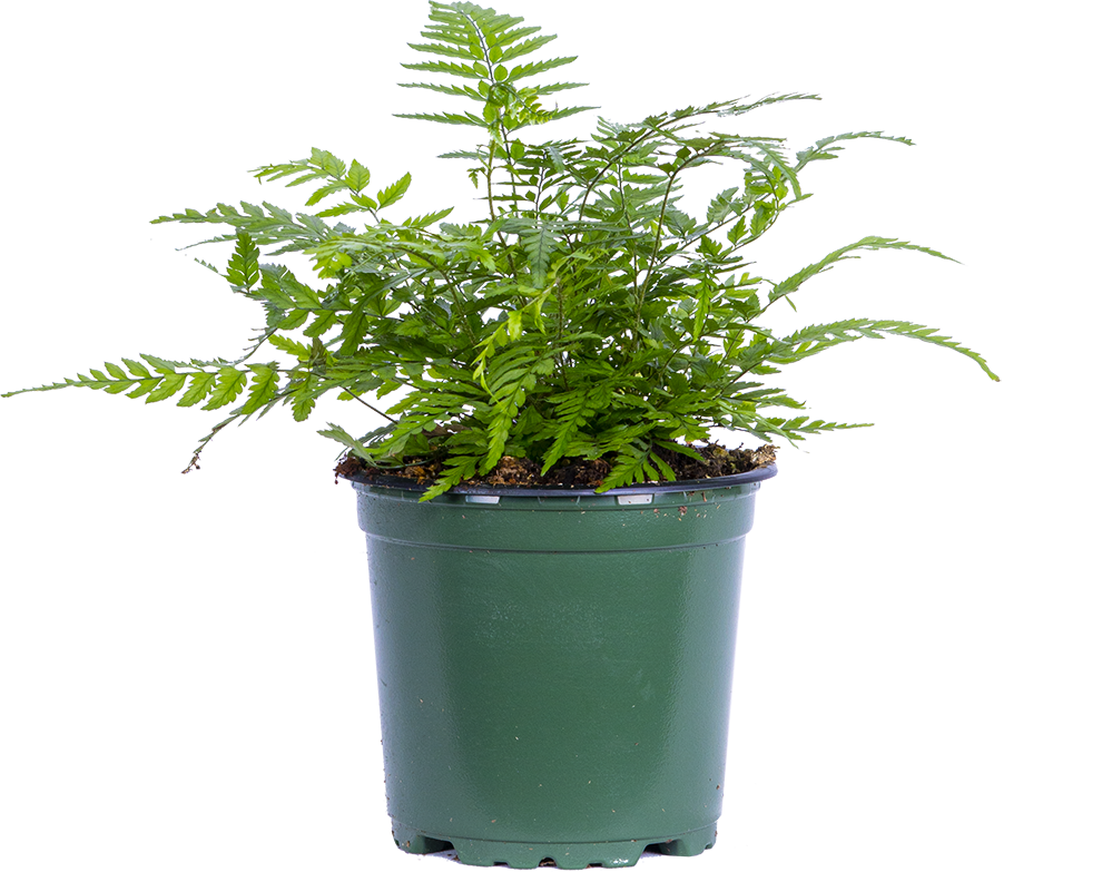 Polystichum Tsus-Simense | Korean Rock Fern (S)