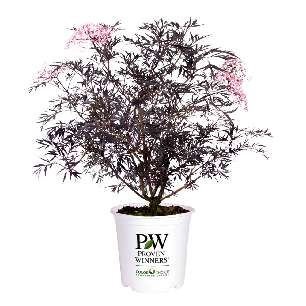 Black Lace® | Sambucus Nigra Elderberry (L) | Proven Winners®