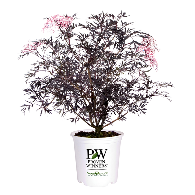 black lace plant Black Lace® | Sambucus Nigra Elderberry | Proven Winners | 4