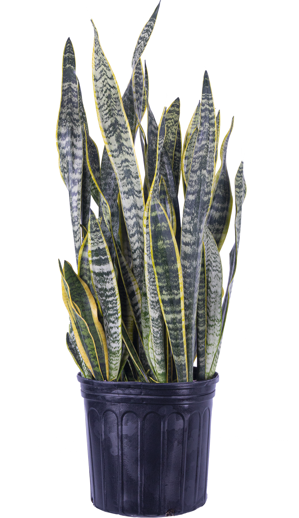 Sansevieria Laurentii | Snake Plant (XL)