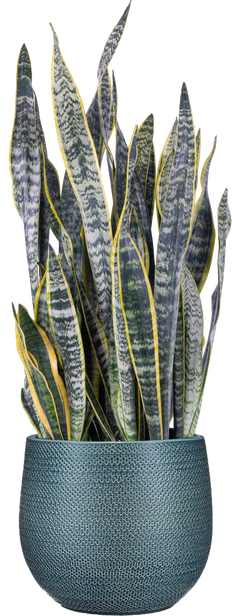 snake plant xl Sansevieria Zeylanica | Snake Plant | 8" Pot | Easy Care Houseplant