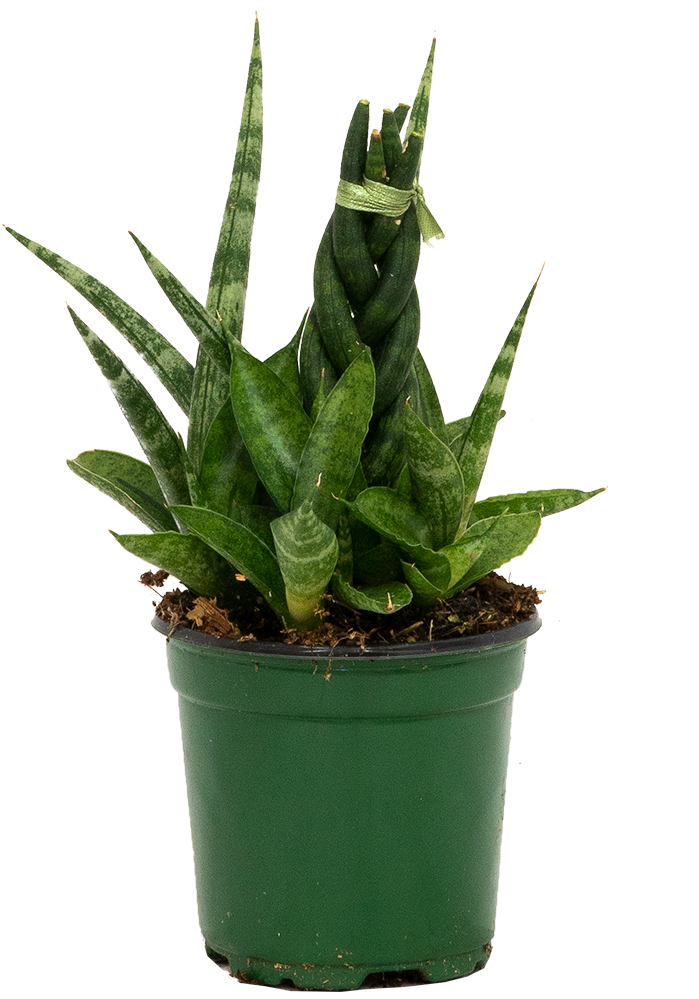 Sansevieria Cylindrica Braided (S)
