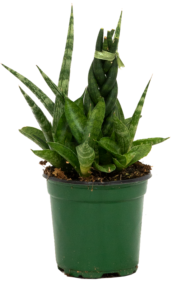 Sansevieria Cylindrica Braided | 4