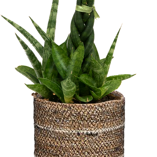 sansevieria cylindrica braid Sansevieria Cylindrica Braided | 4" Pot | Easy Care Houseplant