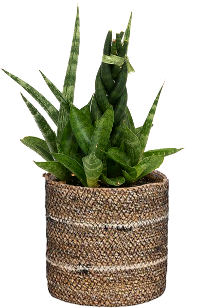 sansevieria cylindrica grande Sansevieria Cylindrica Braided | 4