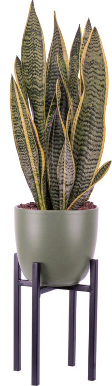 nest snake plant dark Sansevieria Black Gold Hahnii | Birds Nest Snake Plant | 4" Pot | Easy Care Houseplant