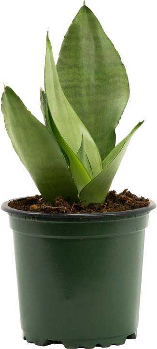 Sansevieria Moonshine | Snake Plant (S)