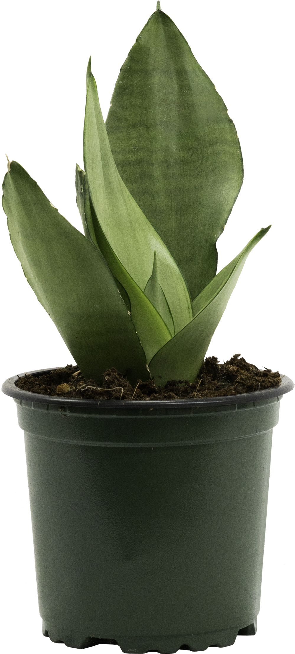 Sansevieria Moonshine | Snake Plant (S)