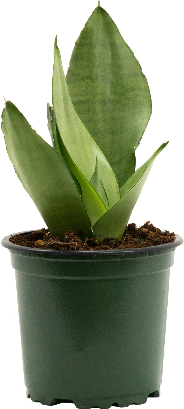 Sansevieria Moonshine | Snake Plant | 4