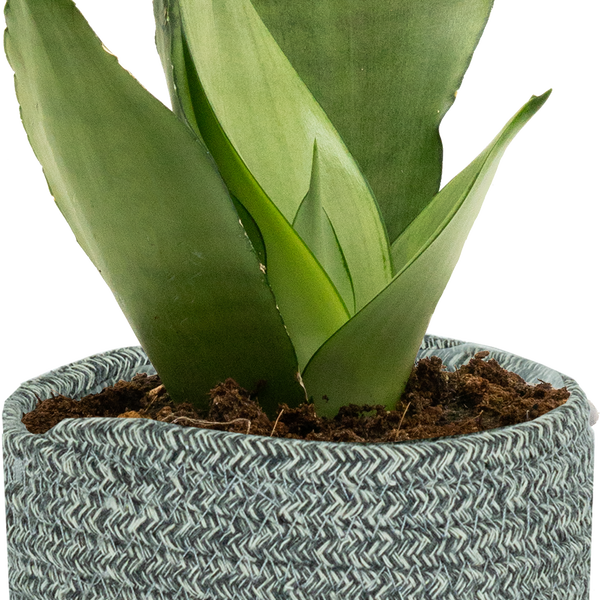 moonshine snake plant 4 inch Sansevieria Moonshine | Snake Plant | 4" Pot | Easy Care Houseplant