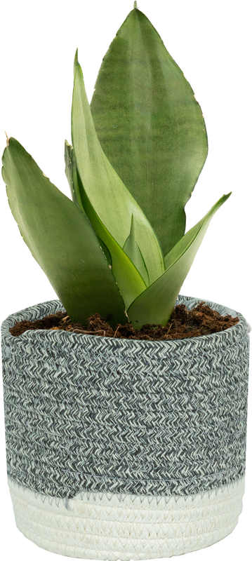 Sansevieria Moonshine | Snake Plant (S)