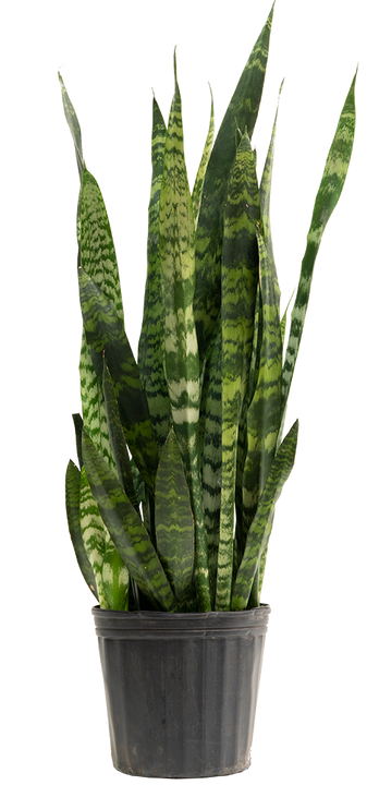 Sansevieria Zeylanica | Snake Plant (XL)