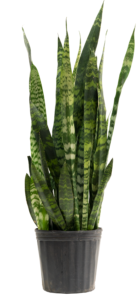 snake plant 10 Sansevieria Zeylanica | Snake Plant | 10" Pot