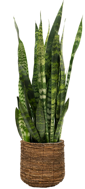 sansevieria zeyla Sansevieria Zeylanica | Snake Plant | 8" Pot | Easy Care Houseplant