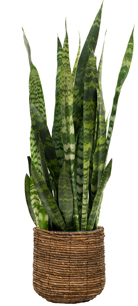Sansevieria Zeylanica | Snake Plant | 10