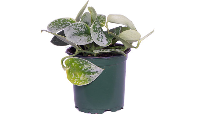 epipremnum pictus argyraeus satin pothos Scindapsus Pictus 'Argyraeus'