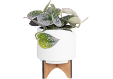 Scindapsus Pictus 'Argyraeus' | Satin Pothos (S)