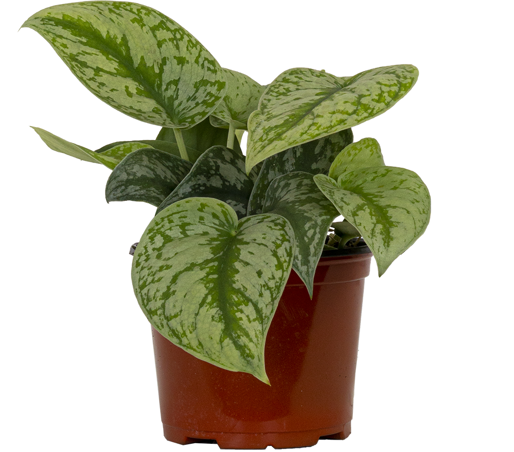 Scindapsus Pictus Exotica | Satin Pothos (M)