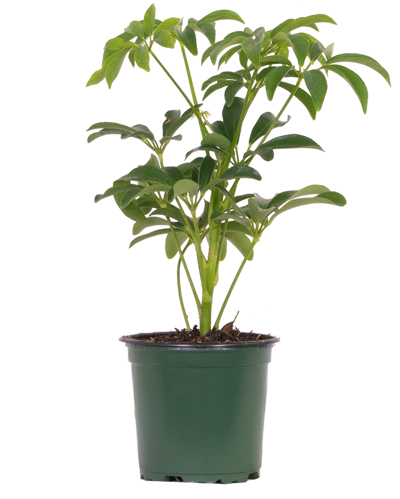 Schefflera Arboricola | Umbrella Plant (S)