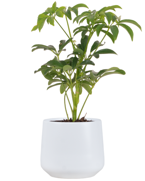 schefflera arboricola houseplant Schefflera Arboricola | Umbrella Plant | 4" Pot | Houseplant
