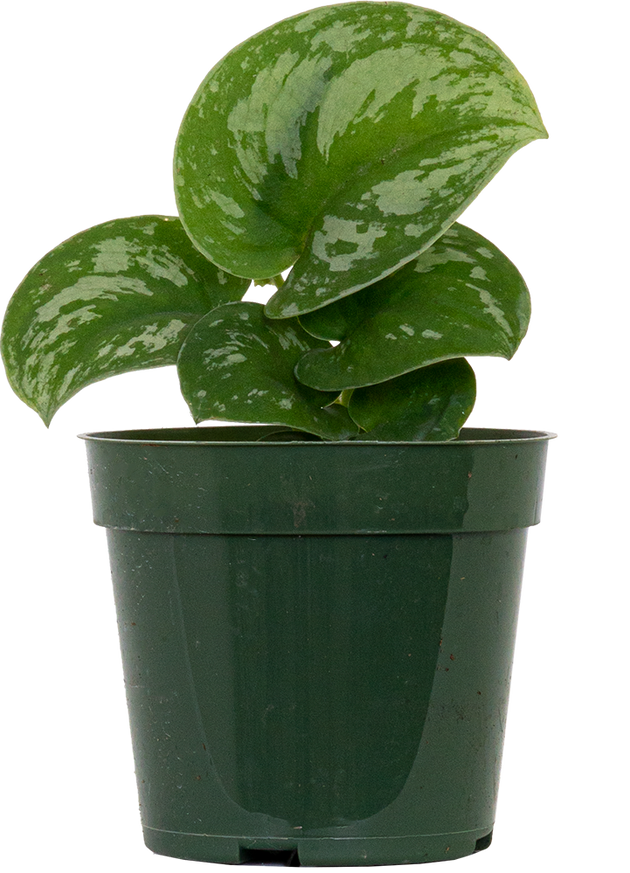 satin pothos exotica Scindapsus Pictus Exotica | Satin Pothos | 4" Pot | Easy Care Houseplant