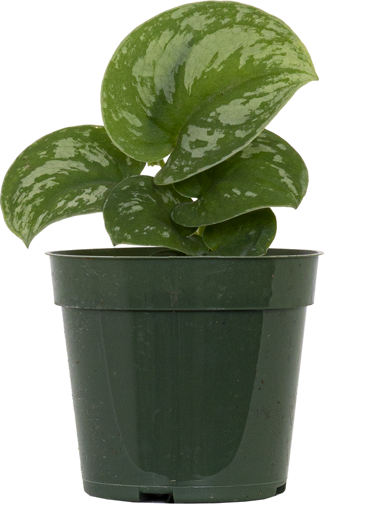 Scindapsus Pictus Exotica | Satin Pothos (S)