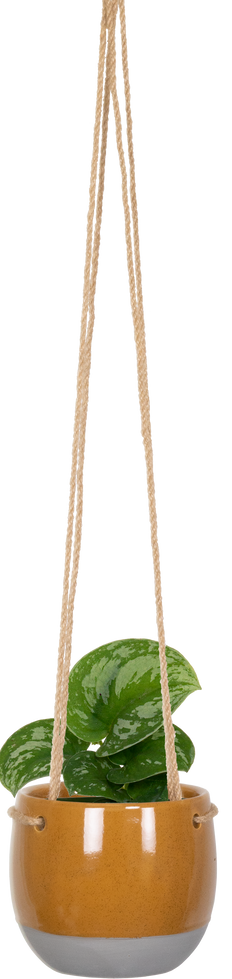 Scindapsus Pictus Exotica | Satin Pothos (S)