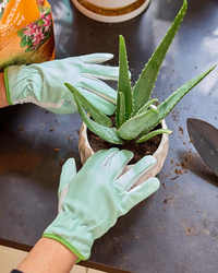 miracle gro succulent potting soil Miracle Gro Cactus Palm and Succulent Potting Mix