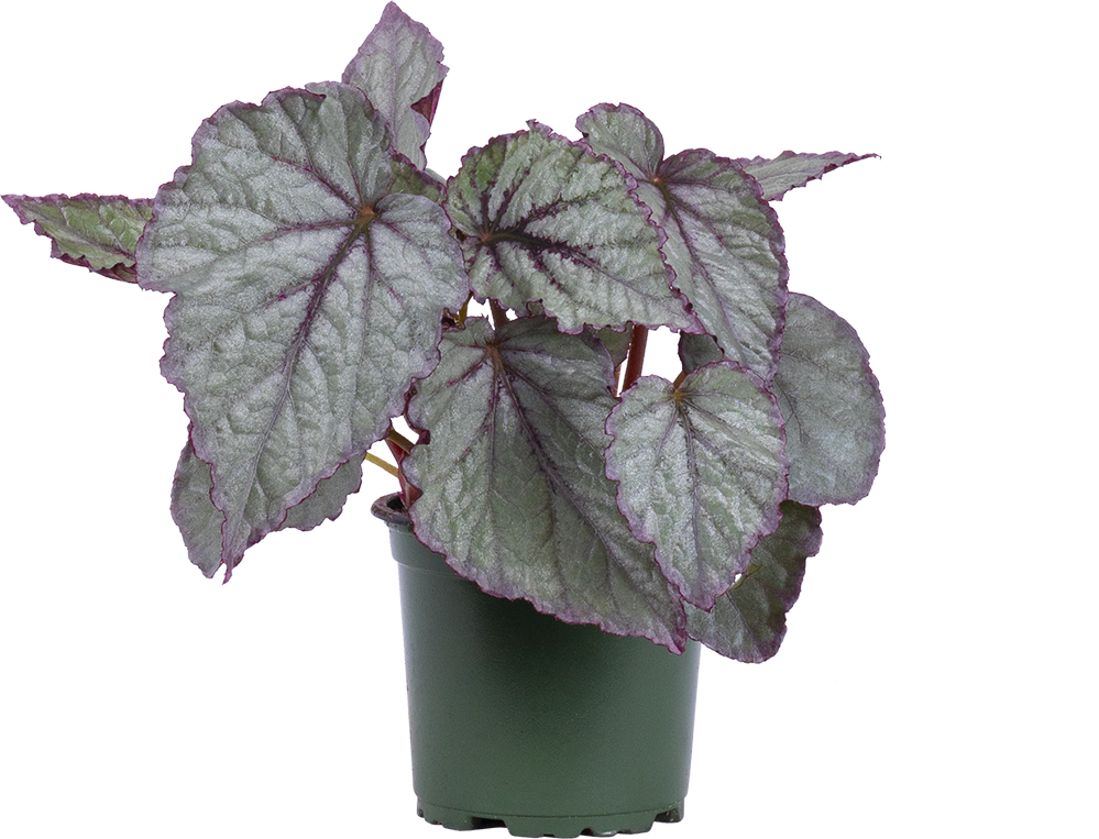 Begonia Silver Rex | Painted Leaf (S)