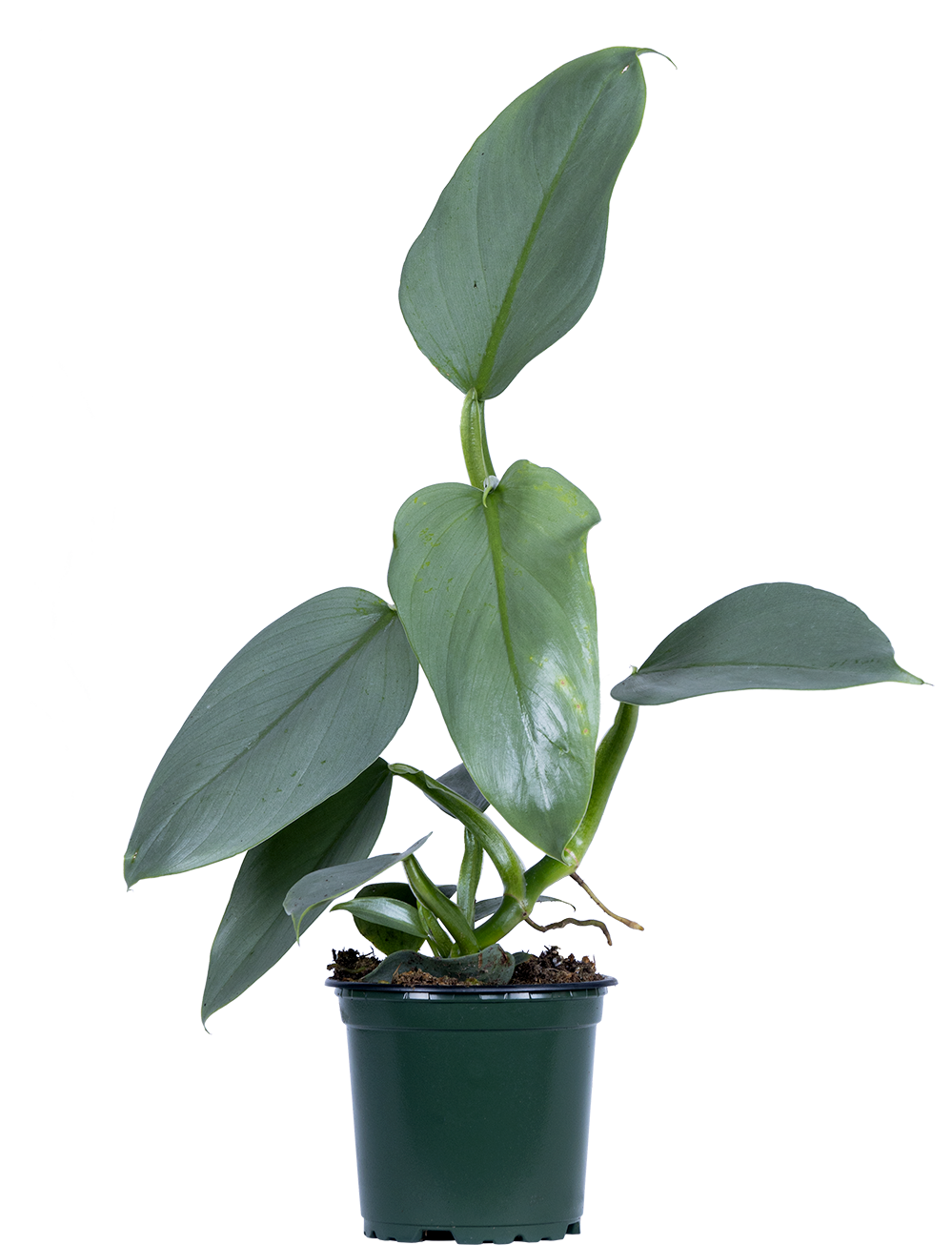 Philodendron Hastatum | Silver Sword (S)
