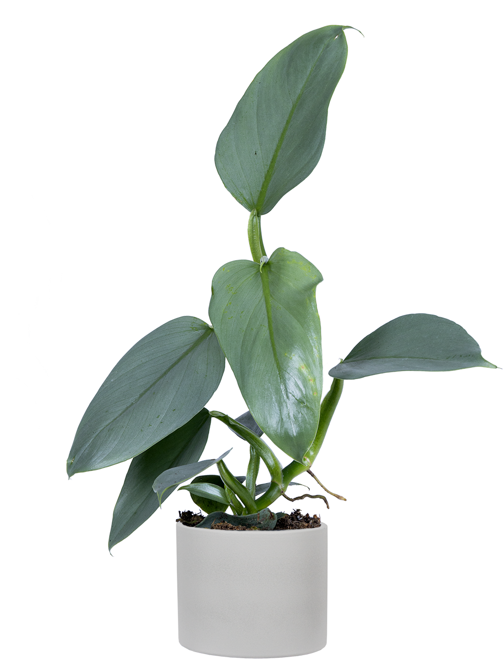 philodendron hastatum soil Philodendron Hastatum | Silver Sword | 4" Pot | Easy Care Houseplant