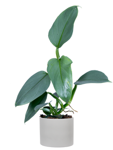 Philodendron Hastatum | Silver Sword (S)
