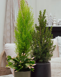 inspiratie-1