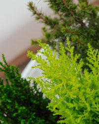 inspiratie-2