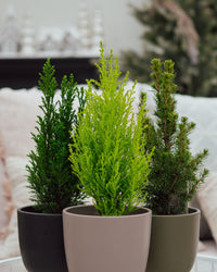 inspiratie-1