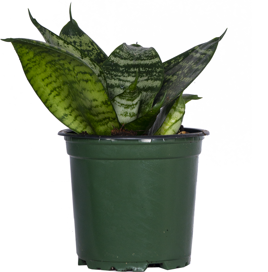 Sansevieria Futura | Birds Nest Snake Plant (S)