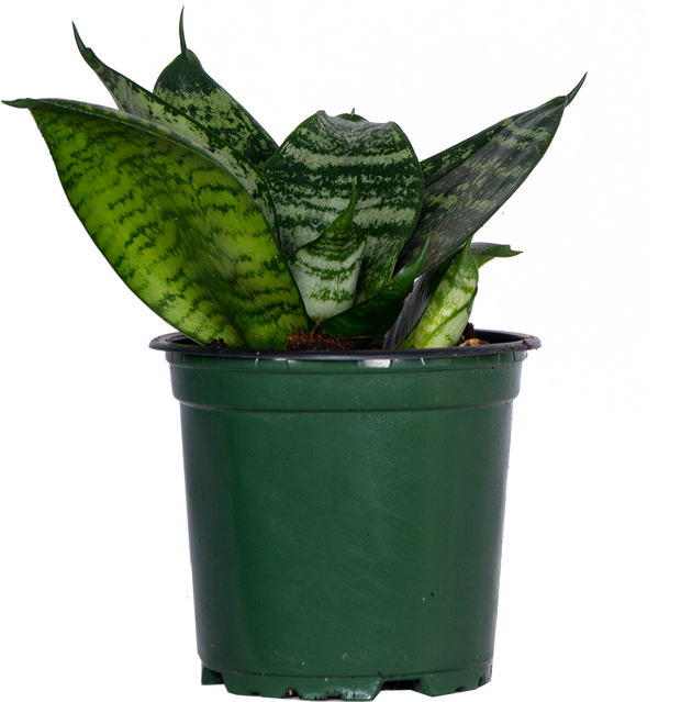 Sansevieria Futura | Birds Nest Snake Plant | 4
