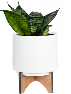 Sansevieria Futura | Birds Nest Snake Plant (S)