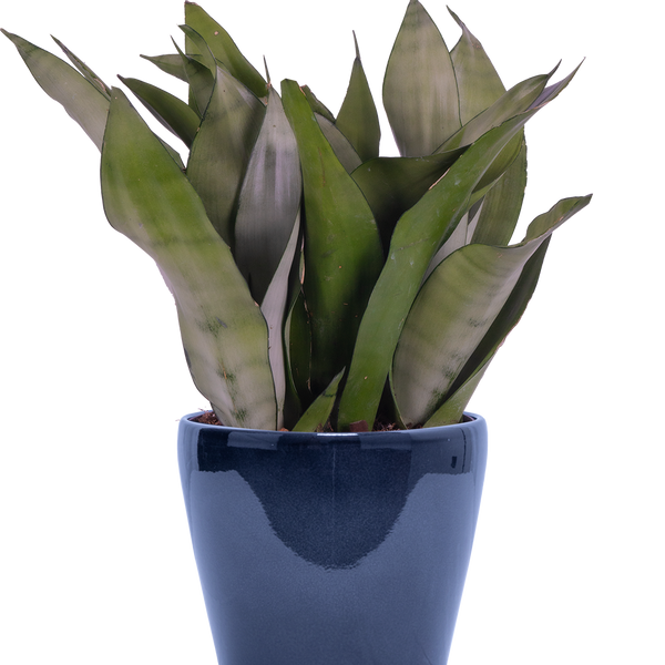 Sansevieria Moonshine | Snake Plant | 6