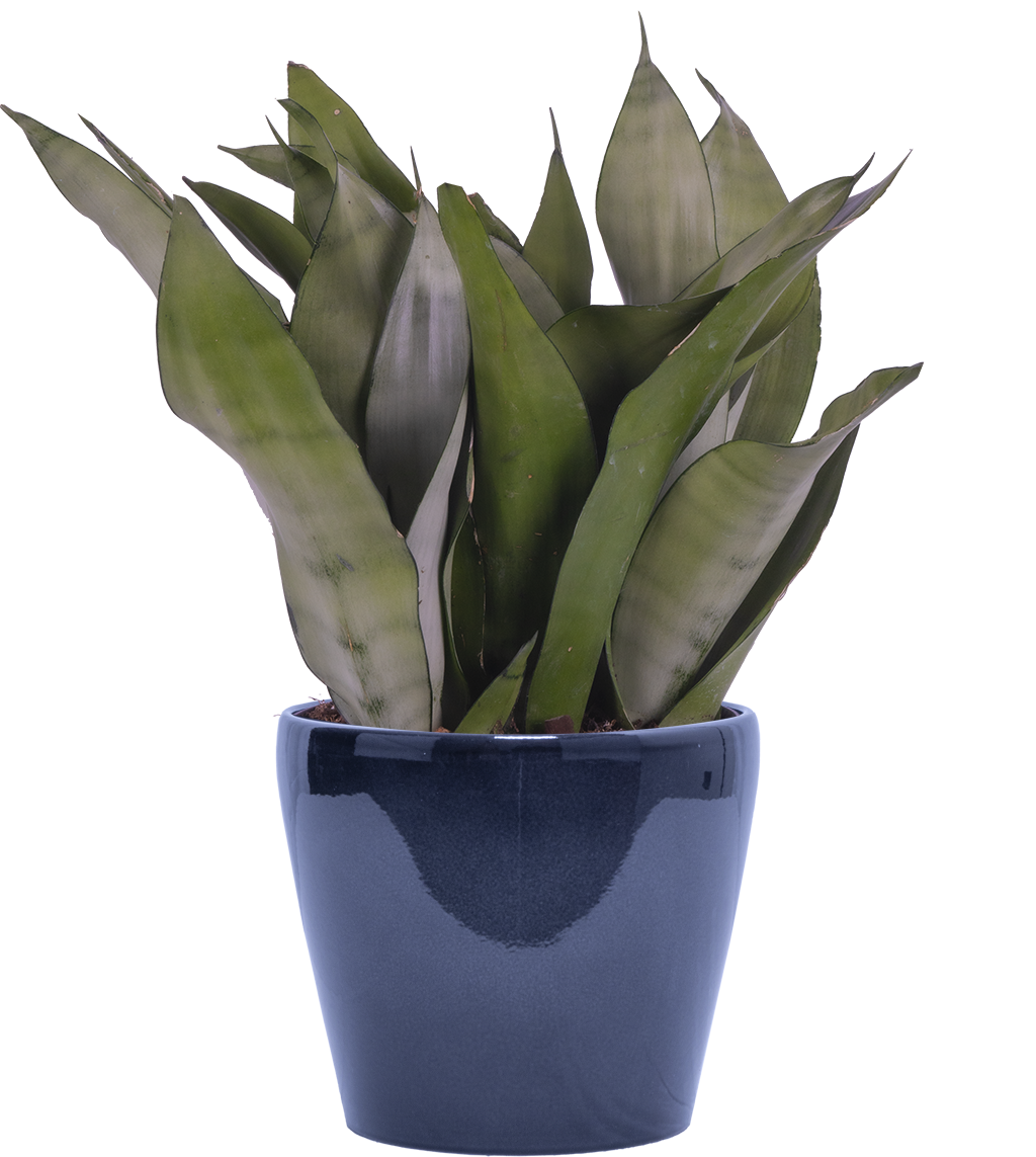 sansevieria moonshine größe Sansevieria trifasciata Moonshine 6