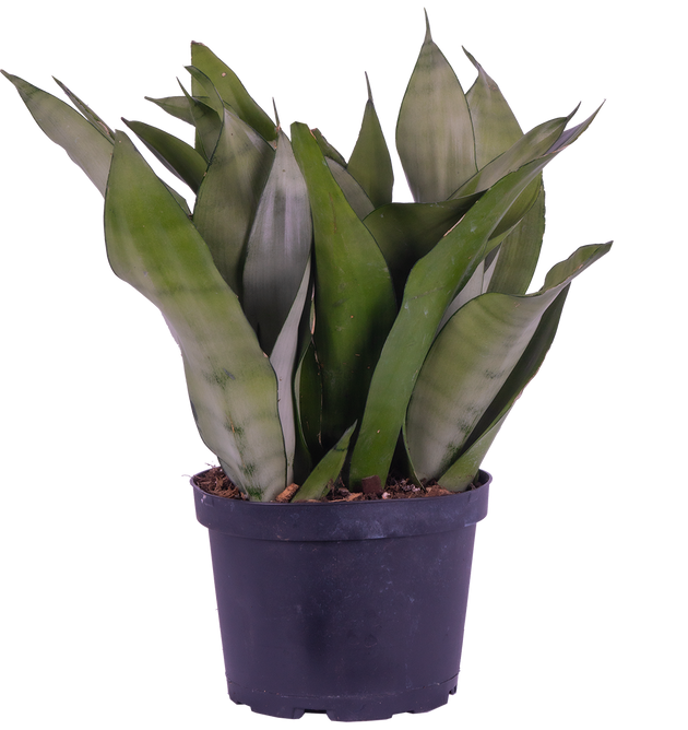 Sansevieria Moonshine | Snake Plant | 6