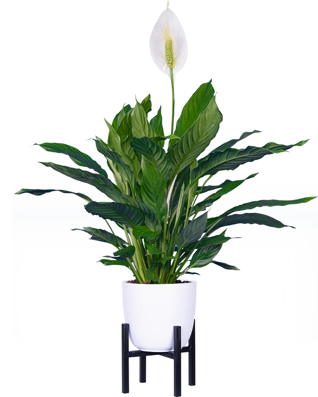 Spathiphyllum | Peace Lily (M)